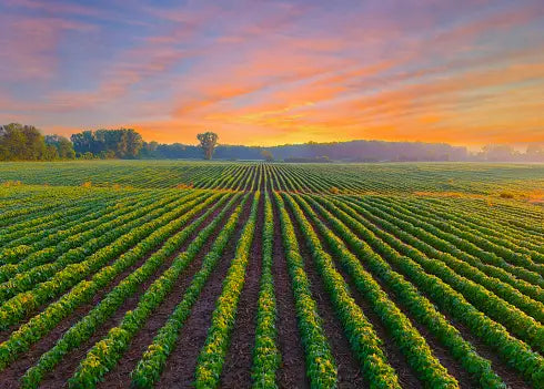 Farm Area for Lease