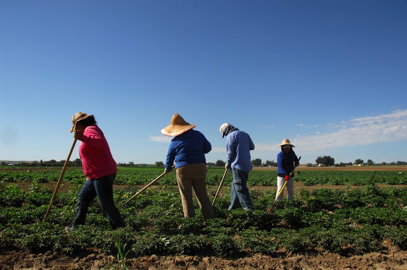 Expert Farm Workers