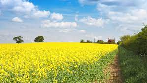 Farm Land