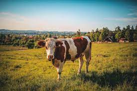 Farm Land
