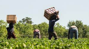 Expert Farm Workers